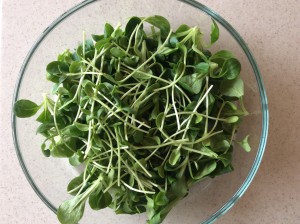 Salade1